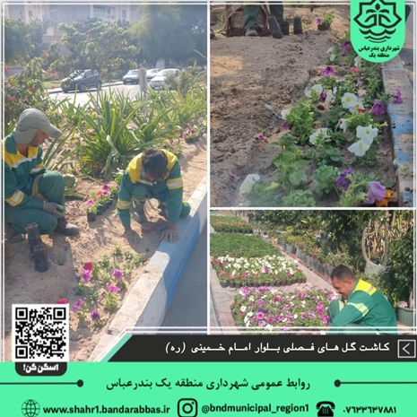 طراوت پاییزی در منطقه یک با کاشت ۸۶۰ اصله گل اطلسی